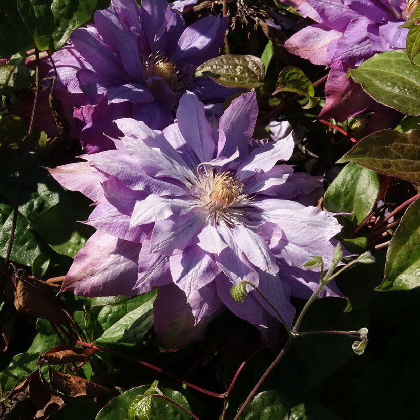 Clematis Vyvyan Pennell - Clematide (Fioritura)