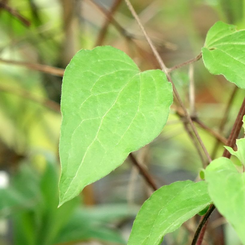Clematis Warszawska Nike - Clematide (Foliage)