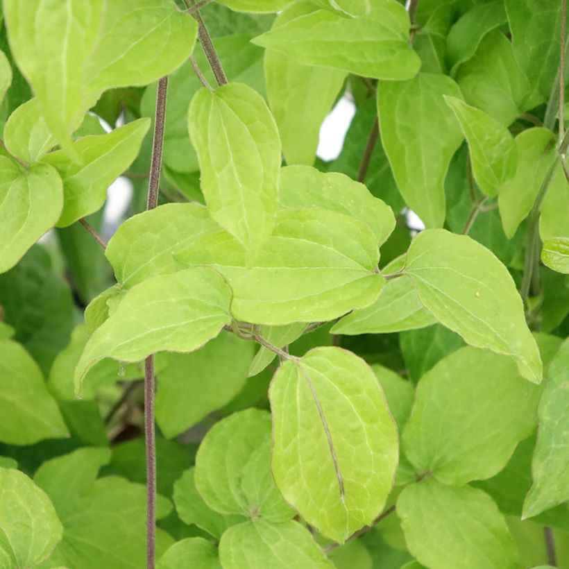 Clematis Yukikomachi - Clematide (Foliage)