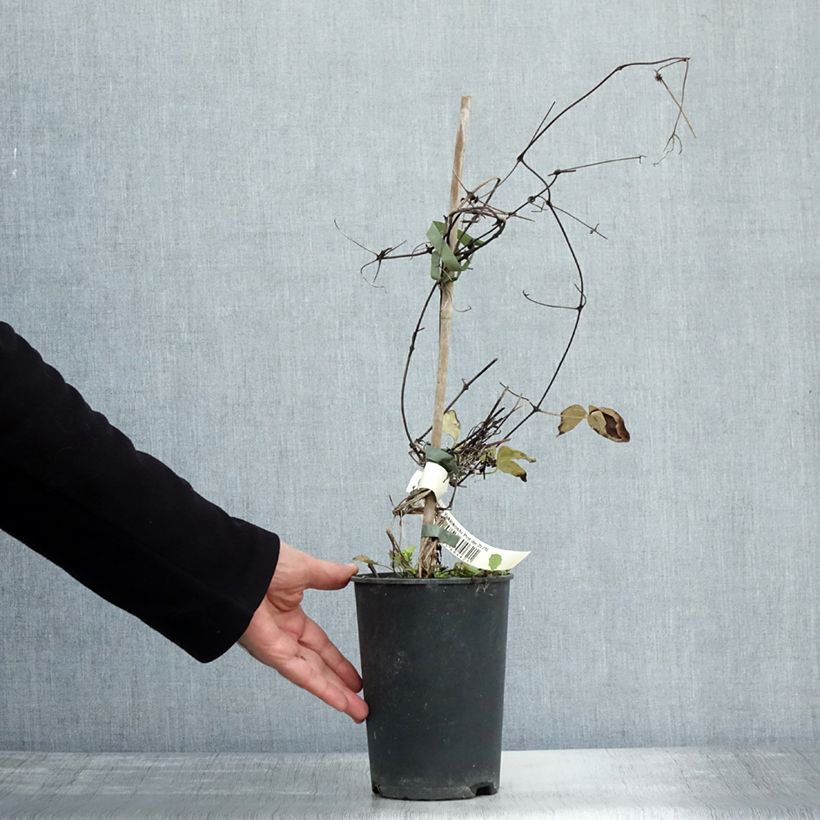Esemplare di Clematis Yukiokoshi - Clematide Vaso da 2L/3L come consegnato in autunno