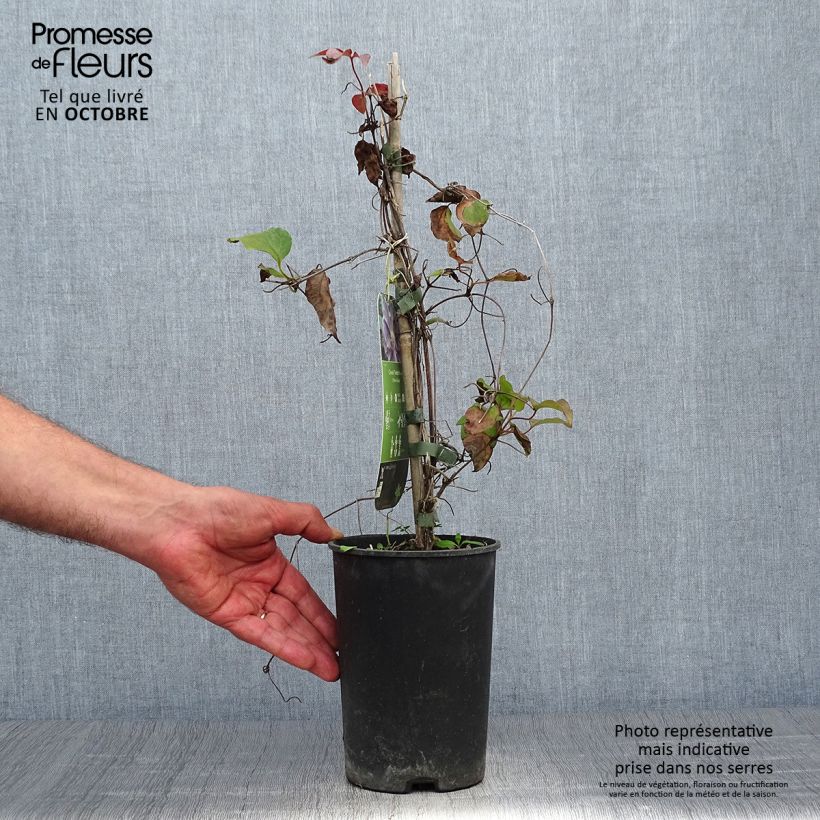 Esemplare di Clematis Yvette Houry - Clematide Vaso da 1,5L/2L come consegnato in autunno