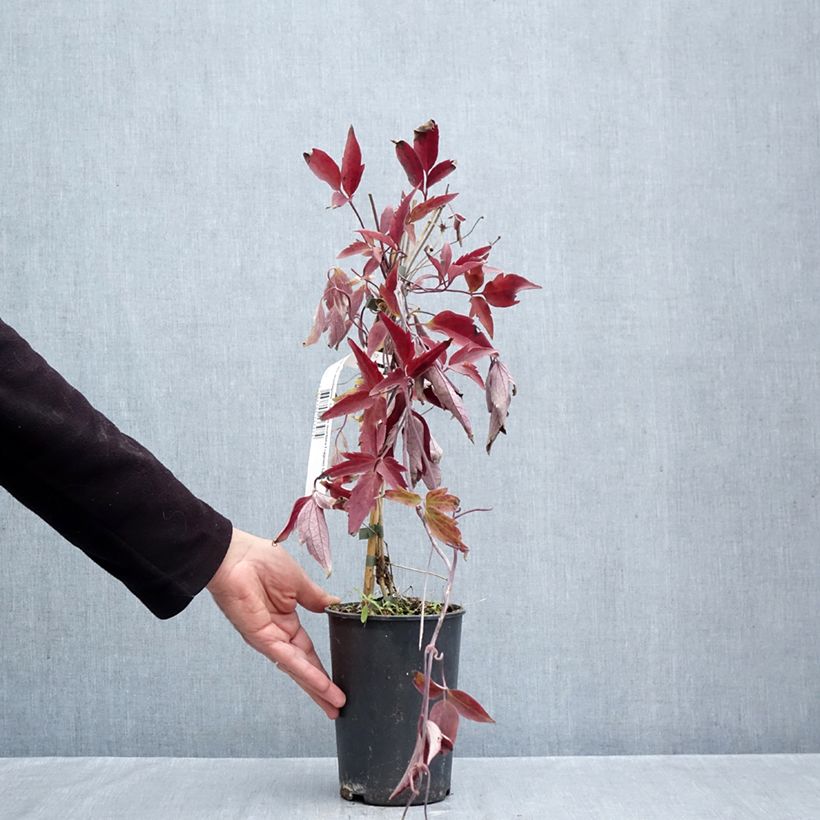 Esemplare di Clematis montana Fragrant Spring - Clematide Vaso da 1,5L/2L come consegnato in autunno