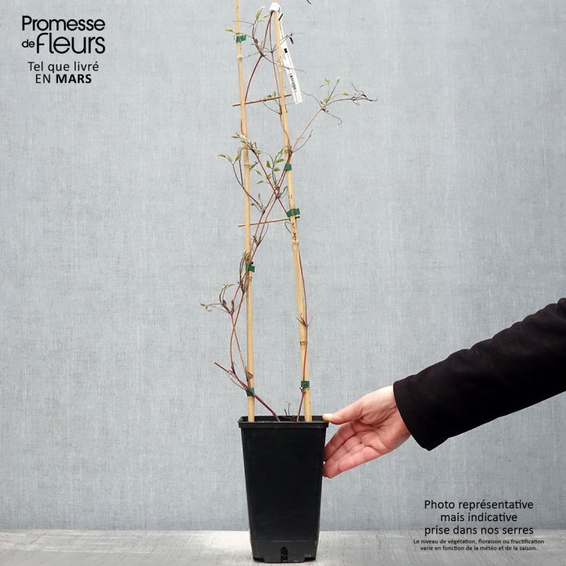 Clematis Hayate - Clematide Vaso da 2L/3L esemplare consegnato in primavera