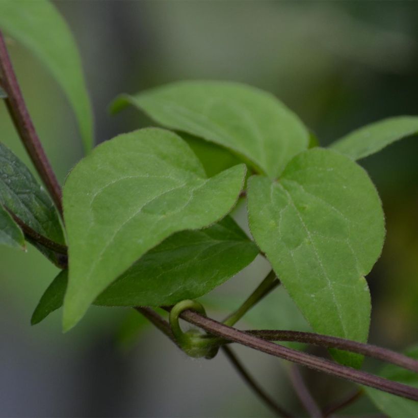 Clematis Hendryetta - Clematide (Foliage)