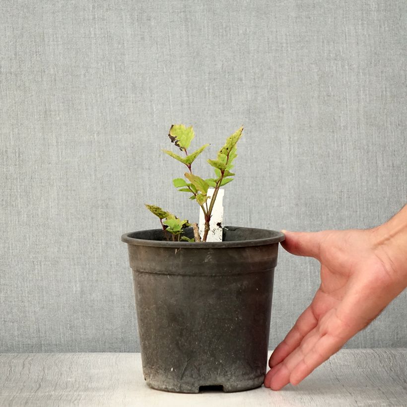 Esemplare di Clematis heracleifolia China Purple - Clematide Vaso da 2L/3L consegnato in estate