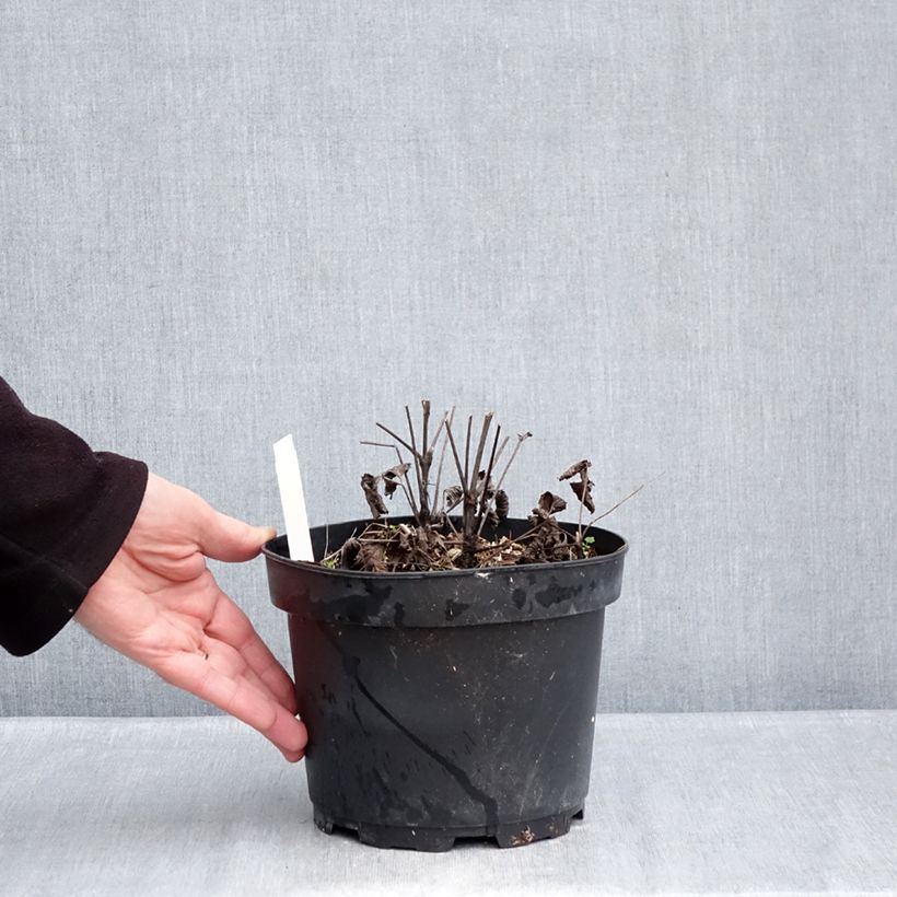 Clematis heracleifolia China Purple - Clematide Vaso da 2L/3L esemplare consegnato in inverno