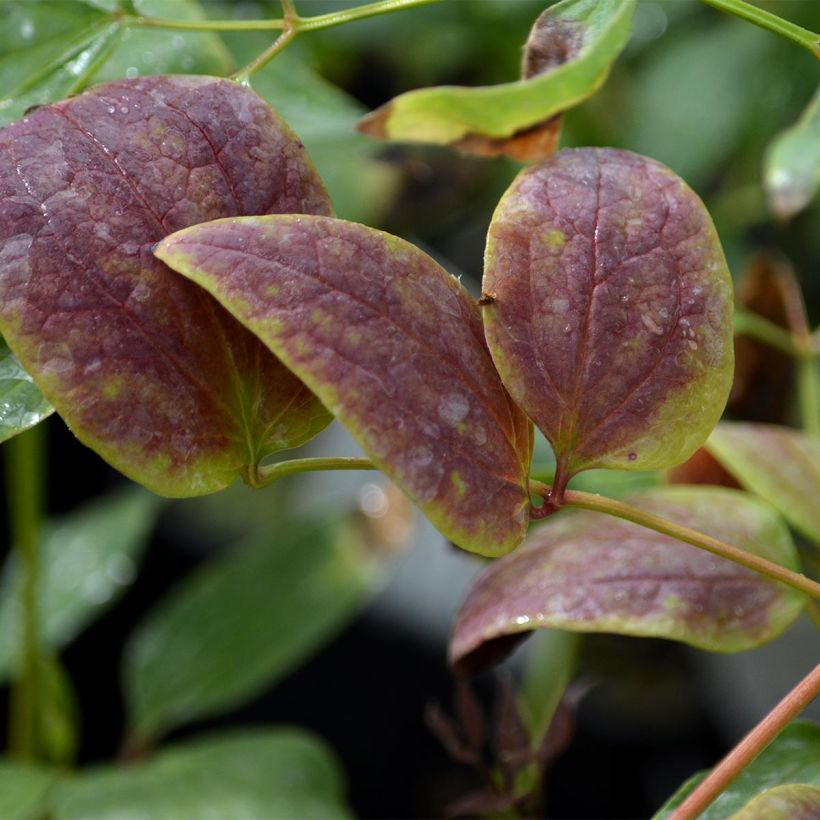 Clematis recta Purpurea - Clematide eretta (Foliage)