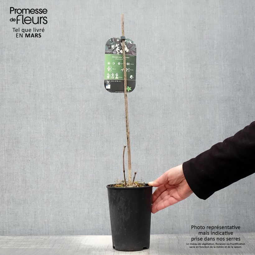 Example of Clematis recta Purpurea - Clematide eretta Vaso da 2L/3L as you get in printemps