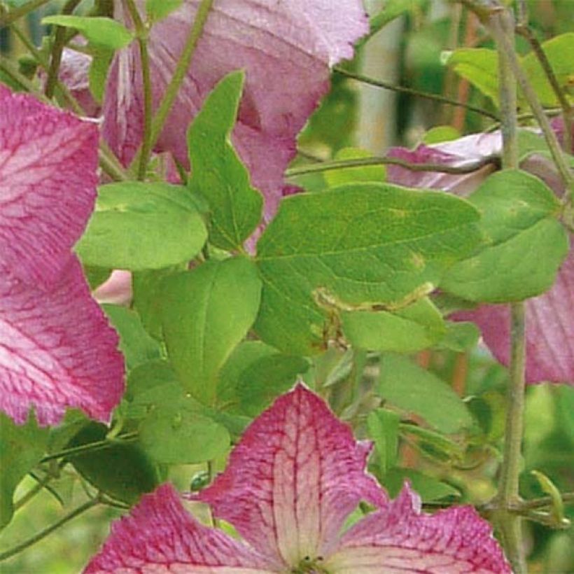 Clematis viticella I am Happy - Clematide (Fogliame)