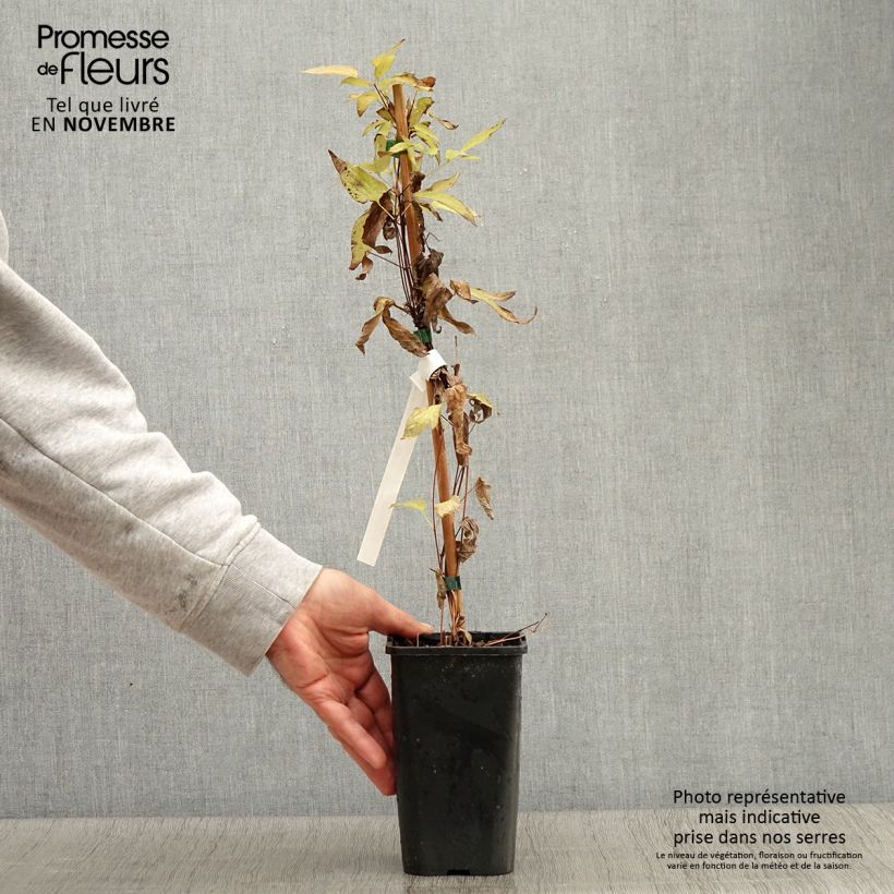 Esemplare di Clematis integrifolia Blue Boy - Clematide Vaso da 1,5L/2L come consegnato in autunno