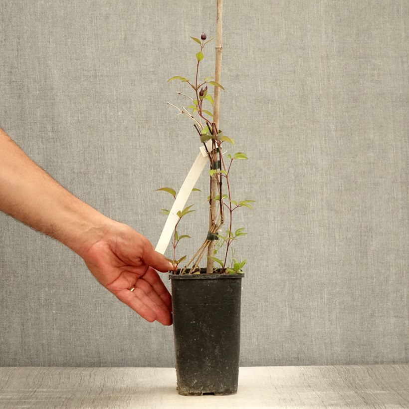 Esemplare di Clematis integrifolia Blue Boy - Clematide Vaso da 1,5L/2L consegnato in estate