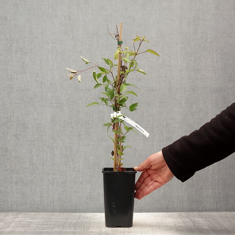 Clematis integrifolia Blue Boy - Clematide Vaso da 1,5L/2L esemplare consegnato in primavera