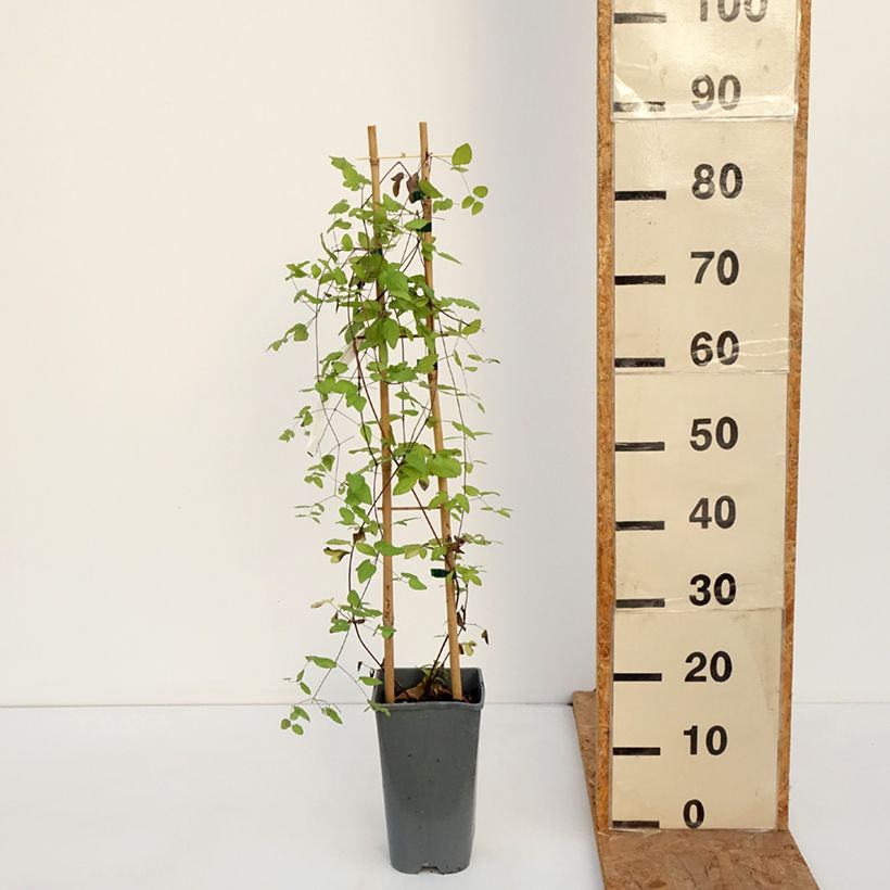 Esemplare di Clematis viticella Walemburg - Clematide Vaso da 1,5L/2L come consegnato in autunno