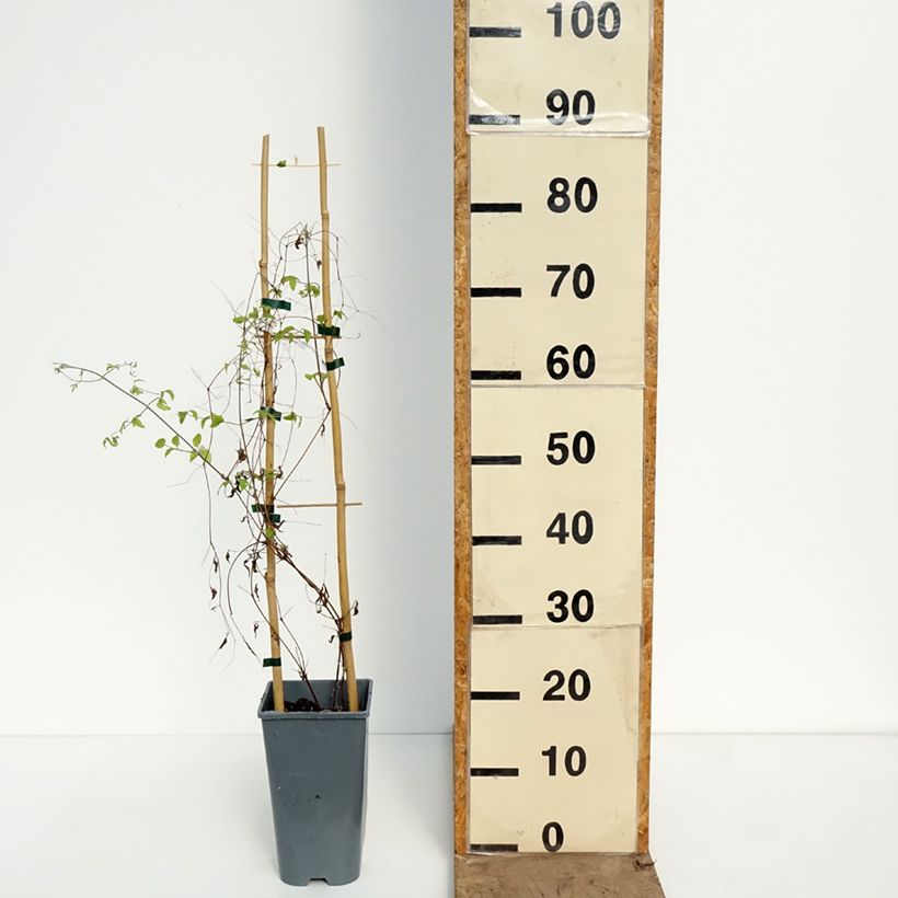 Clematis viticella Walemburg - Clematide Vaso da 1,5L/2L esemplare consegnato in primavera