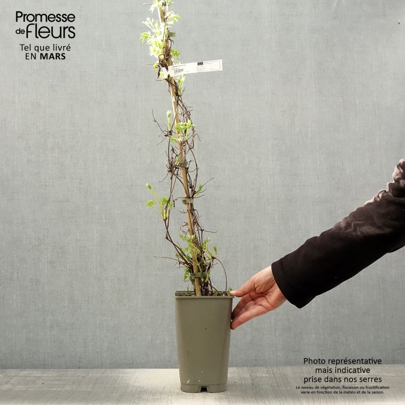 Example of Clematis Willy - Clematide Vaso da 2L/3L as you get in printemps