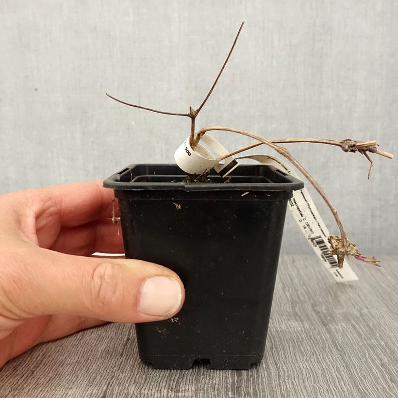 Example of Clematis macropetala - Clematide Vasetto da 8/9 cm as you get in printemps