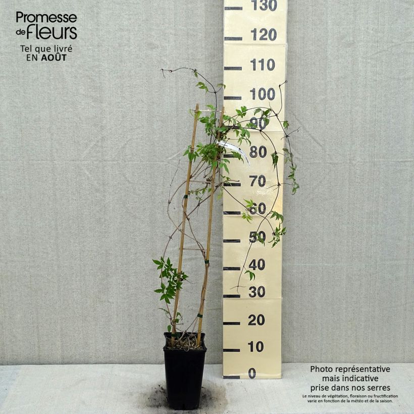Esemplare di Clematis macropetala - Clematide Vaso da 3L/4L consegnato in estate