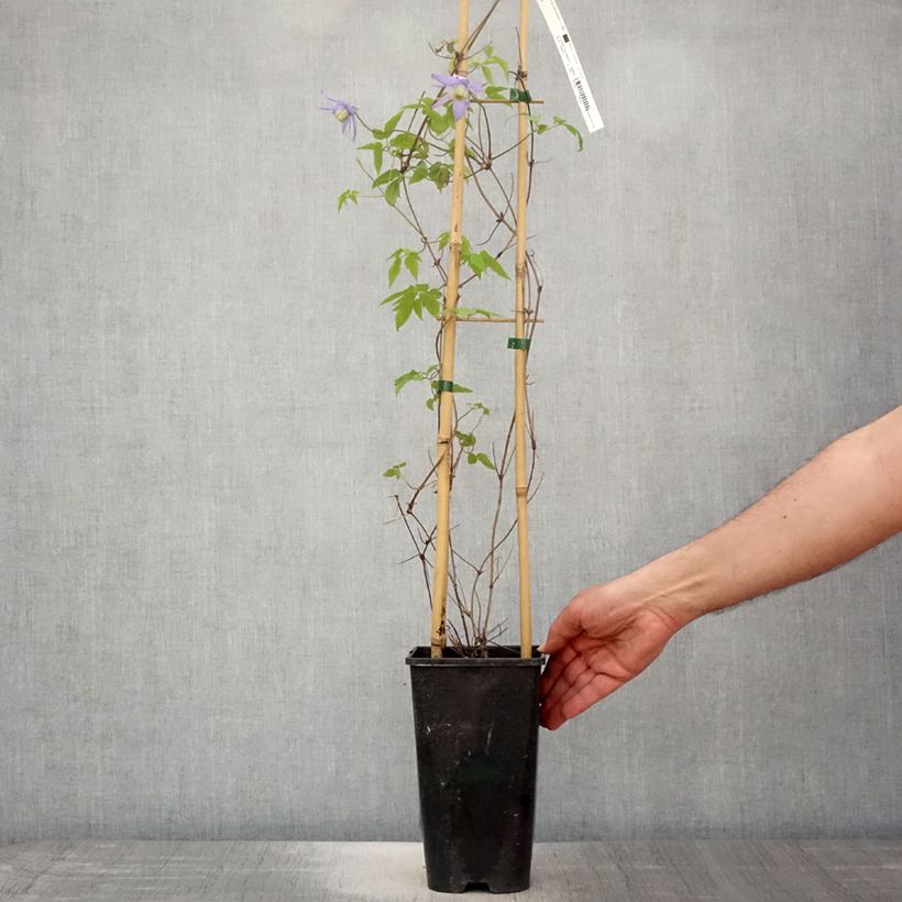 Example of Clematis macropetala - Clematide Vaso da 3L/4L as you get in printemps