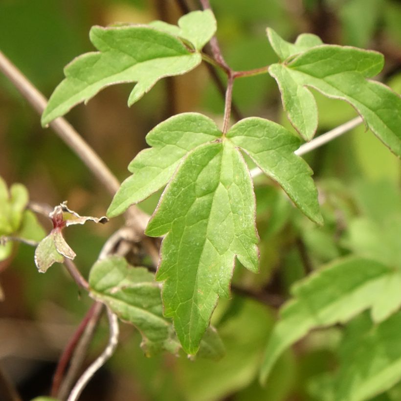 Clematis macropetala - Clematide (Foliage)