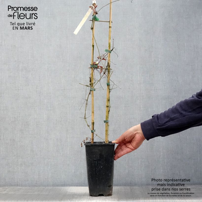 Clematis Mme Lecoultre - Clematide Vaso da 2L/3L esemplare consegnato in primavera