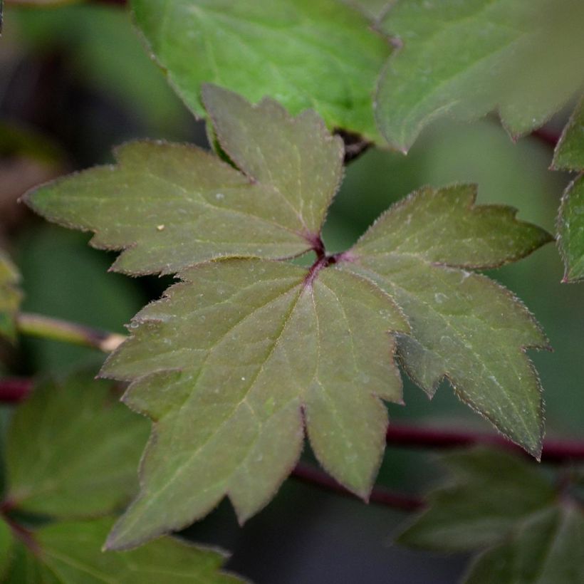 Clematis Sanssouci - Clematide (Foliage)