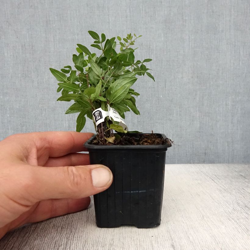 Clematis flammula - Clematide fiammola Vasetto da 8/9 cm esemplare consegnato in primavera