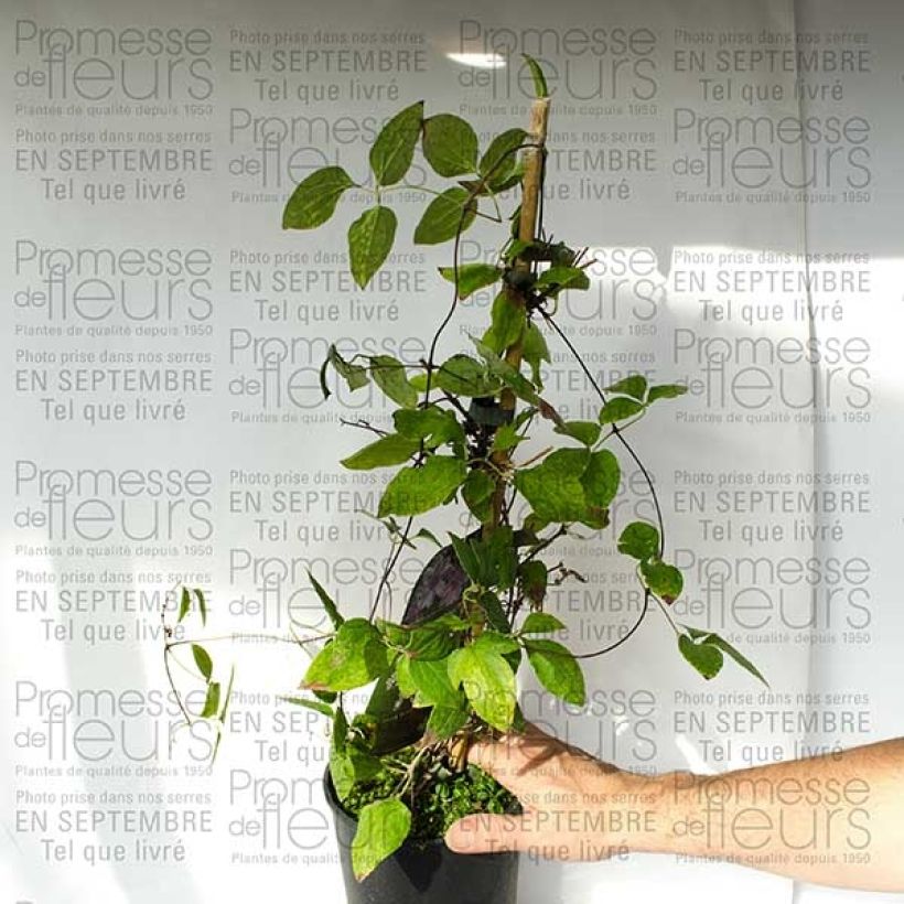 Esempio di esemplare Clematis Parasol - Clematide Vaso da 2L/3L come consegnato