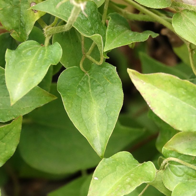 Clematis Pink Fantasy - Clematide (Fogliame)
