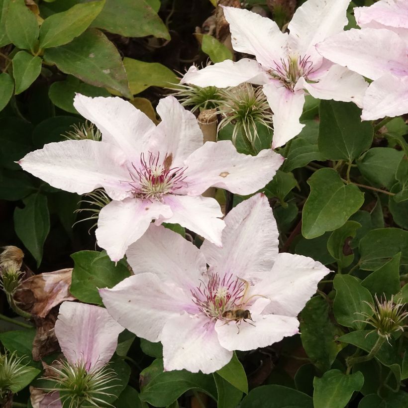 Clematis Pink Fantasy - Clematide (Fioritura)
