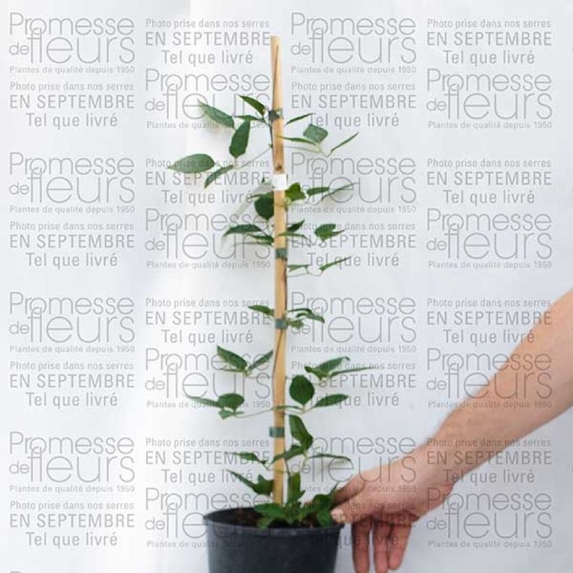 Esempio di esemplare Clematis Prinsesse Alexandra - Clematide Vaso da 2L/3L come consegnato