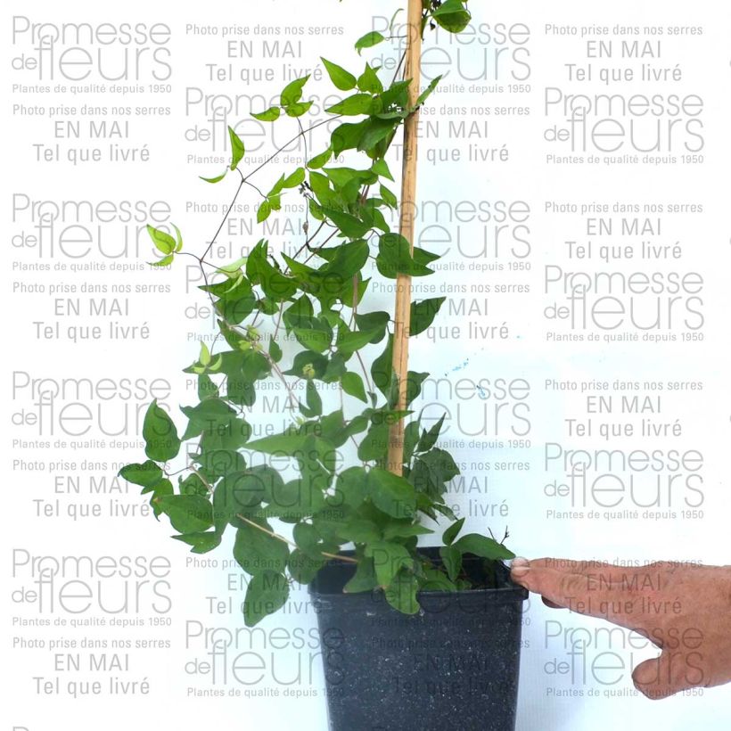 Esempio di esemplare Clematis Reflections - Clematide Vaso da 2L/3L come consegnato