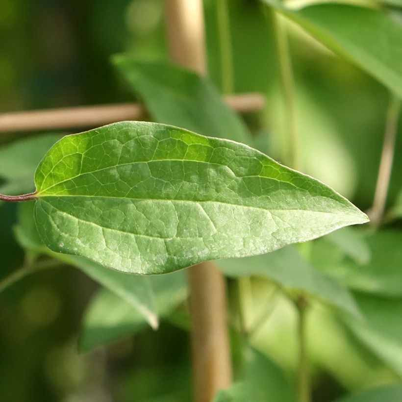 Clematis Saphyra Violetta - Clematide (Fogliame)