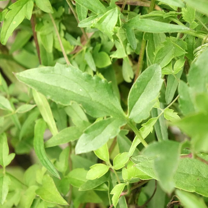 Clematis tibetana subsp. tangutica - Clematide (Foliage)