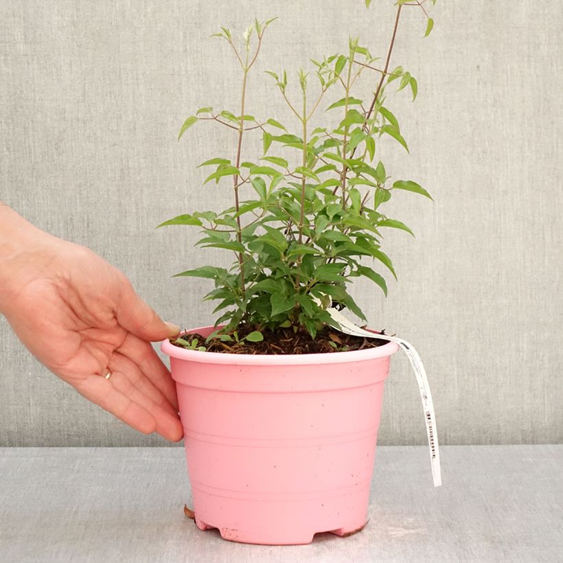 Clematis Tranquilite - Clematide Vaso da 2L/3L esemplare consegnato in primavera
