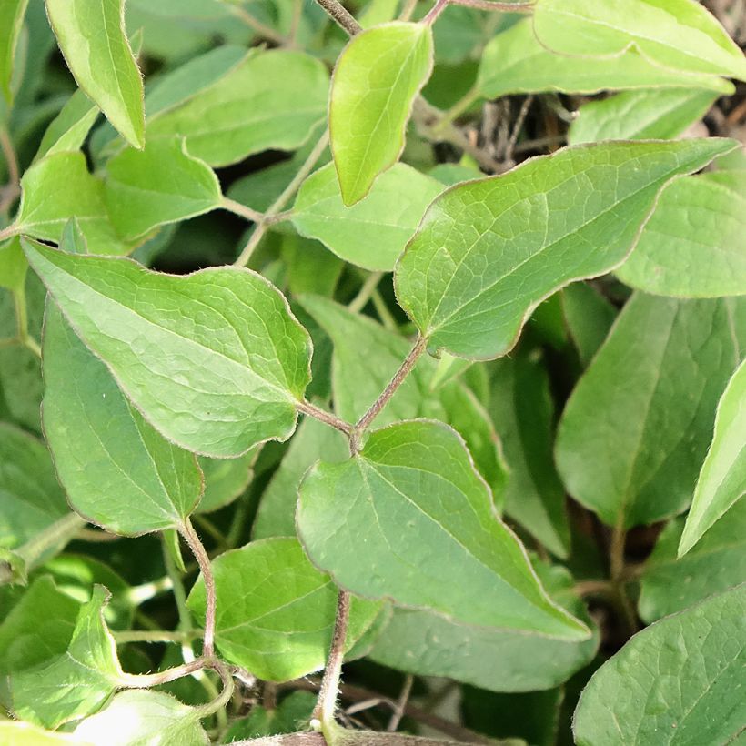 Clematis Tranquilite - Clematide (Fogliame)