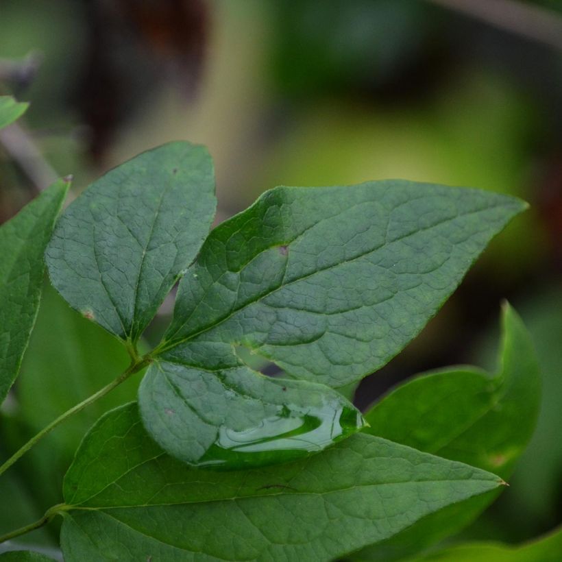 Clematis Etoile violette - Clematide (Fogliame)