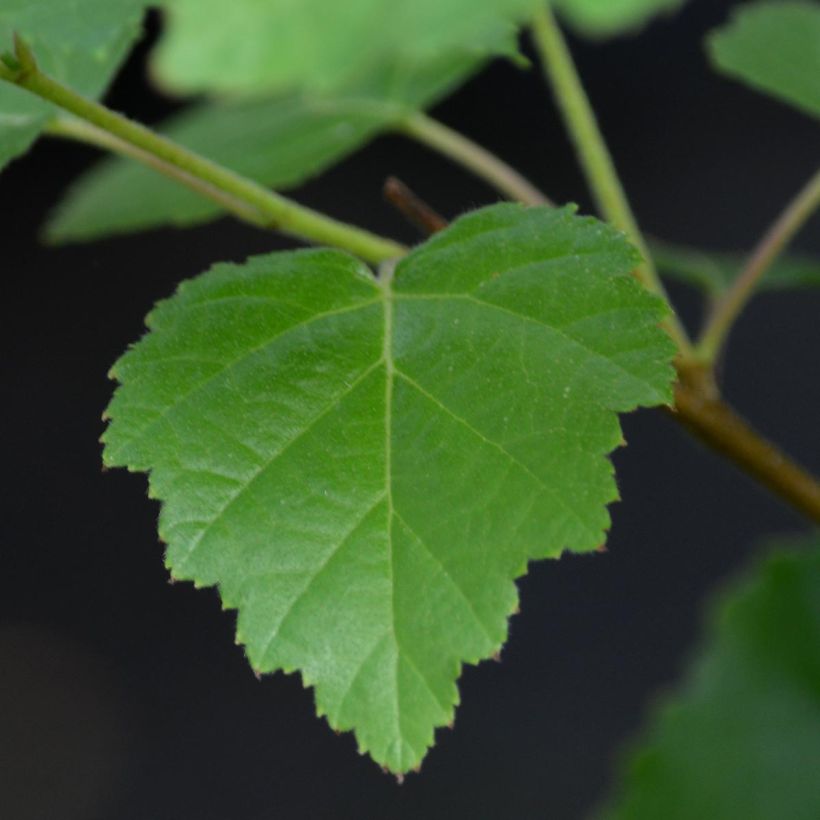Clematis viticella I am Lady J - Clematide (Fogliame)