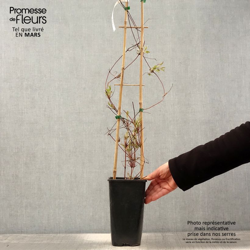 Example of Clematis viticella John Howells - Clematide Vaso da 2L/3L as you get in printemps