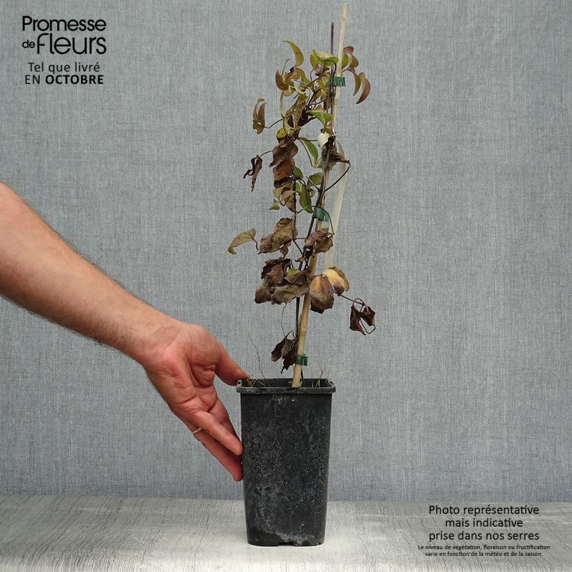 Esemplare di Clematis Vostock - Clematide Vaso da 1,5L/2L come consegnato in autunno