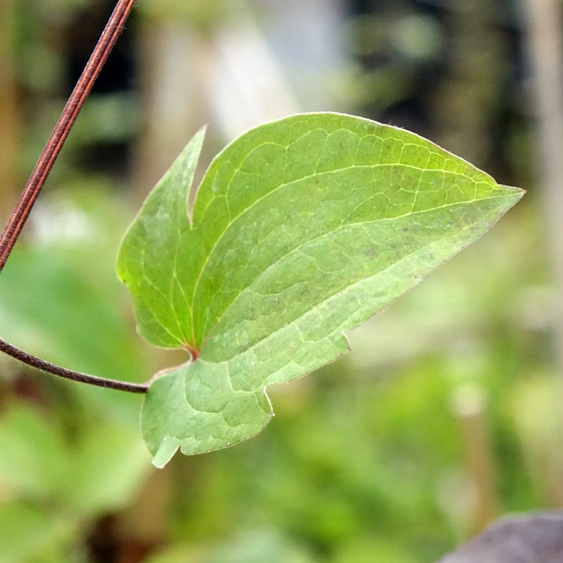 Clematis Vostock - Clematide (Fogliame)