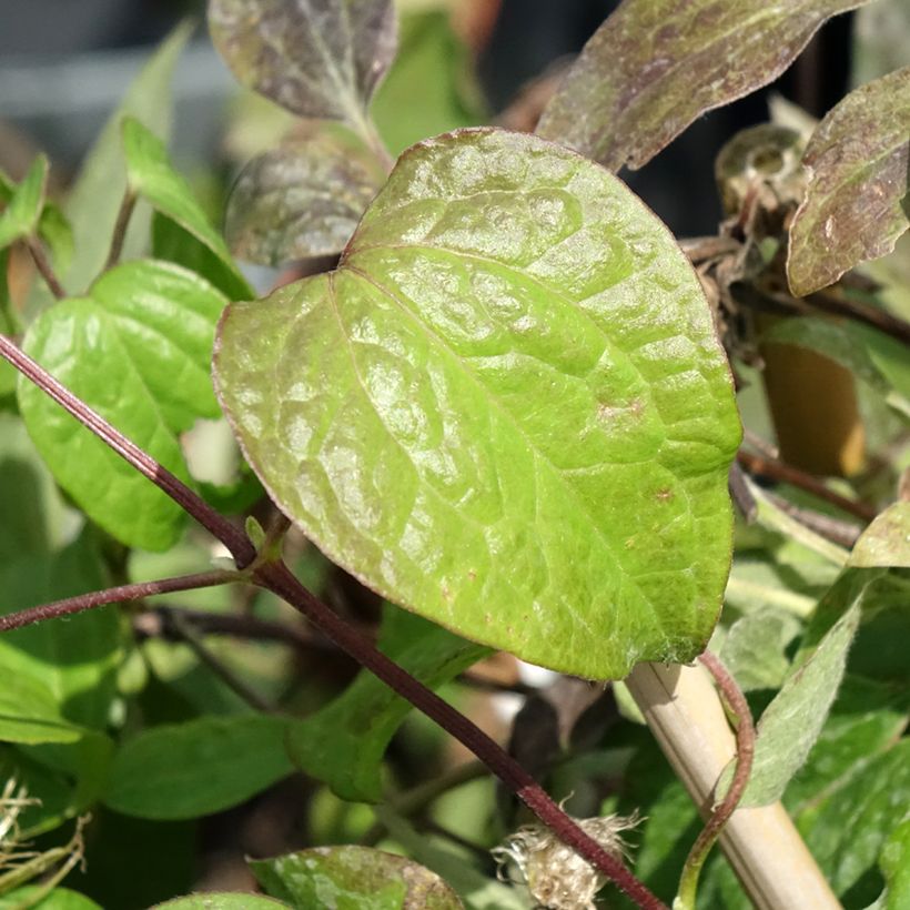 Clematis Wildfire - Clematide (Foliage)