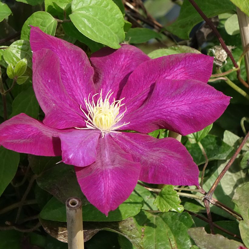 Clematis Wildfire - Clematide (Flowering)