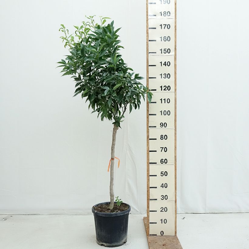 Esemplare di Citrus x clementina Clémentine - Clementina Vaso da 18L/20L, Vaso impalcato medio come consegnato in autunno