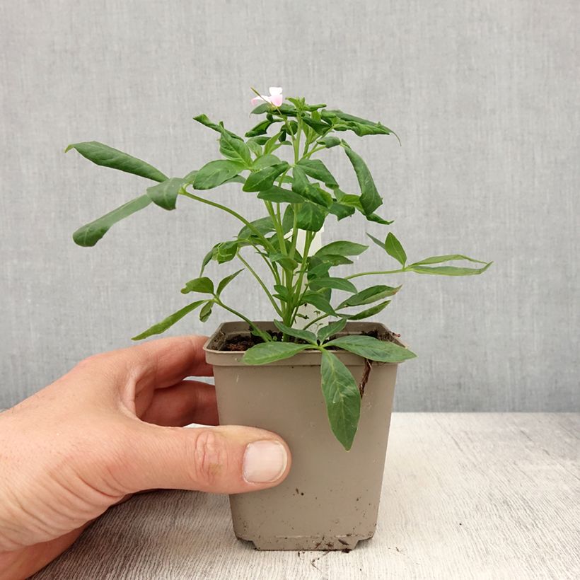 Example of Cleome Senorita Carolina Vasetto da 8/9 cm as you get in printemps