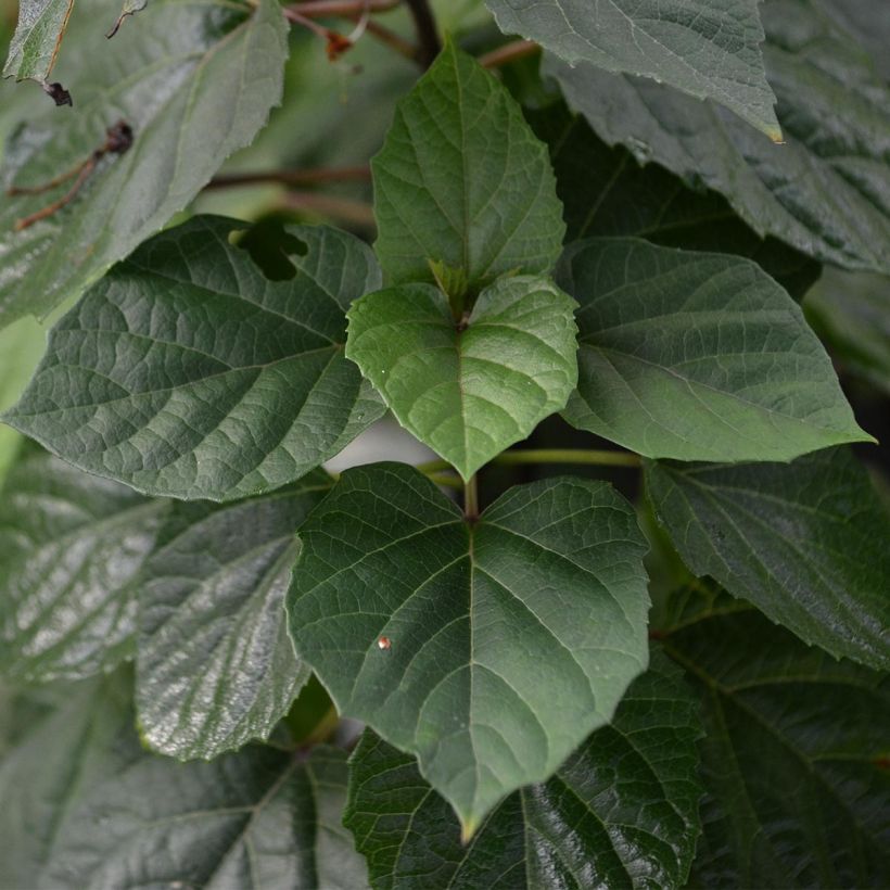 Clerodendrum bungei - Clerodendro (Foliage)