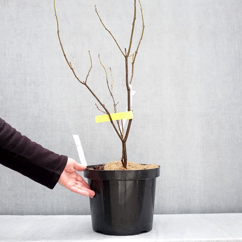 Example of Clerodendrum bungei - Clerodendro Vaso da 7,5L/10L as you get in hiver