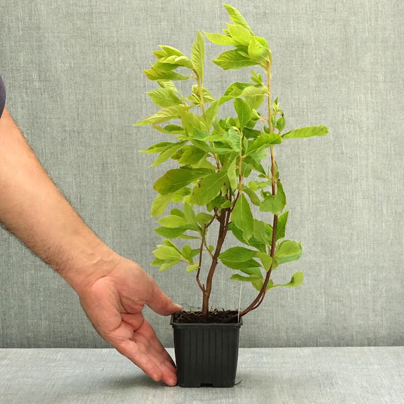 Esemplare di Clethra alnifolia Vasetto da 8/9 cm consegnato in estate