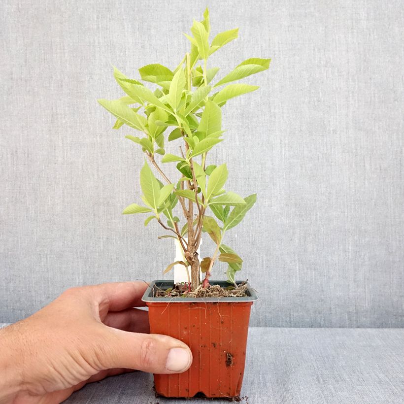 Example of Clethra alnifolia Vasetto da 8/9 cm as you get in printemps