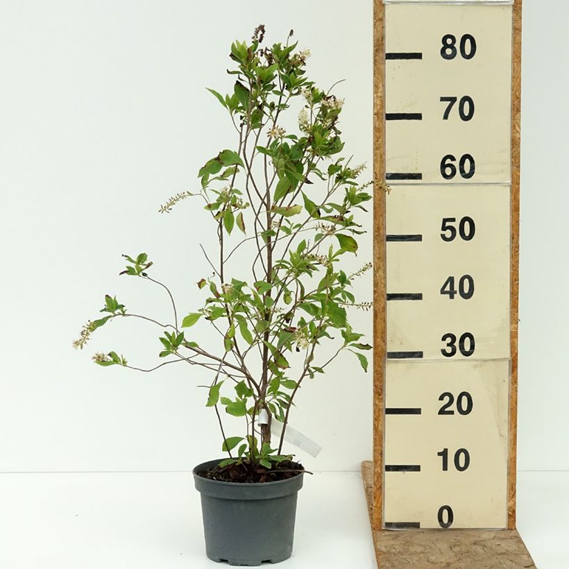 Esemplare di Clethra alnifolia Pink Spire Vaso da 3L/4L consegnato in estate