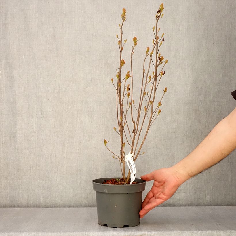 Example of Clethra alnifolia Pink Spire Vaso da 3L/4L as you get in printemps